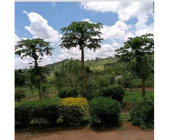 5 acres of land  for sale in mpigi mawokota