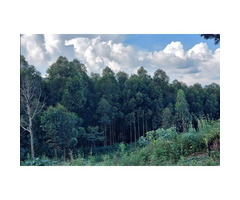 12 Acres of Pine With Land