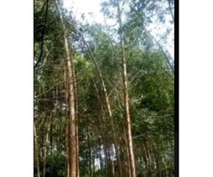 Eucalyptus Trees and Land for Sale in Kanungu- Rutenga