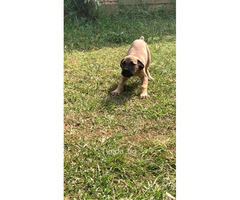 Boer boel puppies for sale at a giveaway price