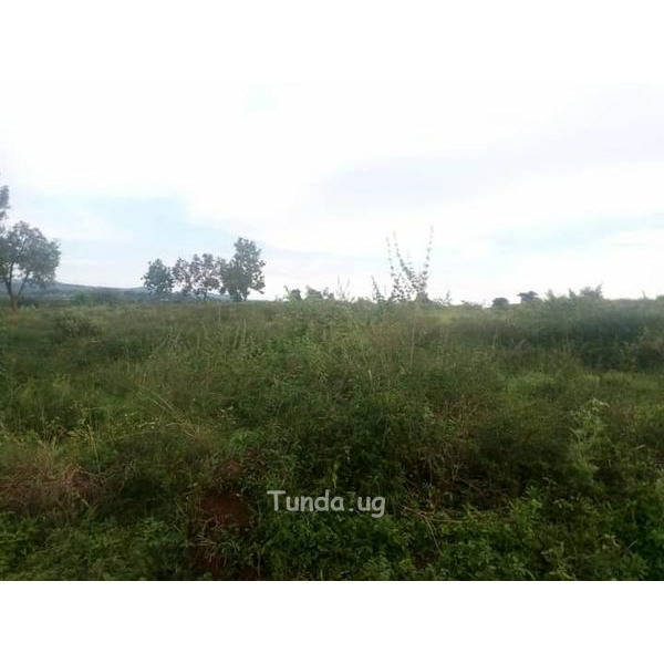 For sale 1000acres/1.5squaremiles in Kyankwanzi - 1/3