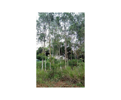 Land With Eucalyptus Trees For Sale in Lugazi town